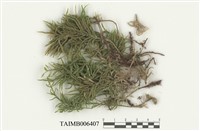 藏品(萬年苔)的圖片